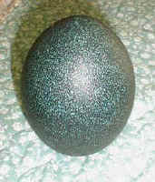 Egg-EMU-Blank-OPT.jpg (13626 bytes)