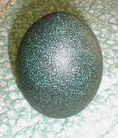 Egg-EMU-Blank-OPT.jpg (13626 bytes)