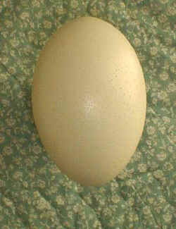 Egg-Rhea-Blank