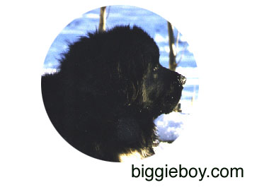 biggieboy.com