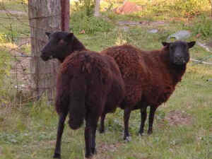 Lavender Hill Farm Ewes