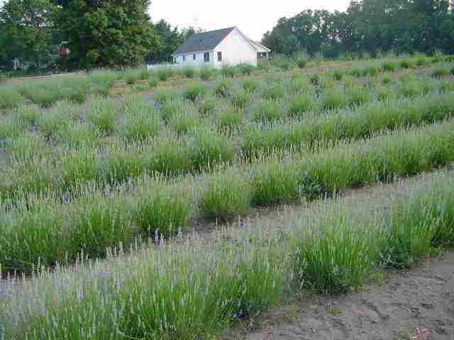 Rows of lavender ready for harvesting