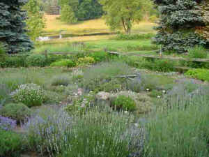 Our lavender show garden overlooking our pond