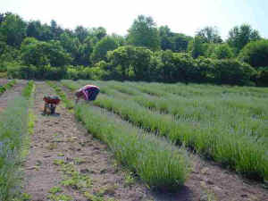 Bill harvesting lavender