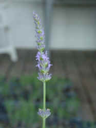 Closeup of a lavender flower