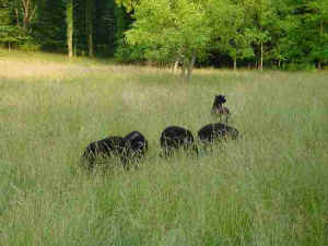 Herd Of Black Welsh Mountain Sheep Grazing