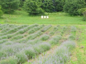 Bee hives where our lavender honey is produced