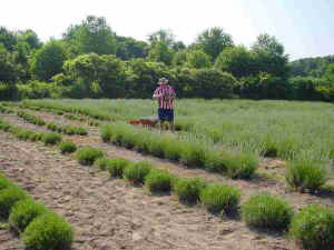 Cutting and bundling fresh lavender