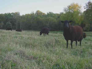 Lavender Hill Farm pasture Scene