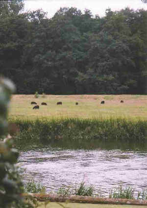 A flock of Black Welsh Mountain Sheep
