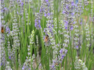 Some of our hard working honeybees hard at work