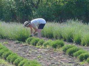 Martha cutting and harvesting fresh lavender