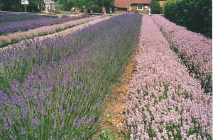 Norfolk England lavender rows