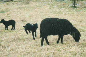 Lavender Hill Farm Playful Lambs