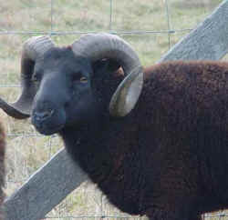 Black Welsh Mountain Sheep Rambo