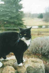 Lavender Hill Farm Guard Cat Zippy